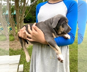 American Bully Puppy for Sale in BEULAVILLE, North Carolina USA