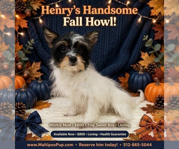 Medium Photo #1 Morkie Puppy For Sale in TAYLOR, TX, USA