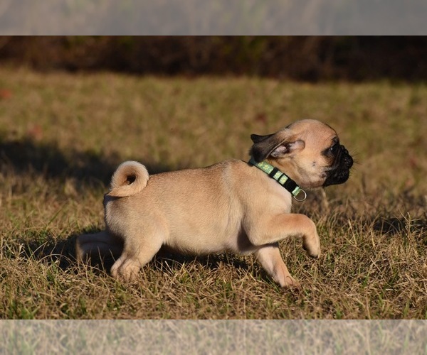 Medium Photo #4 Pug Puppy For Sale in PALM COAST, FL, USA