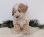 Small #4 Poodle (Toy)