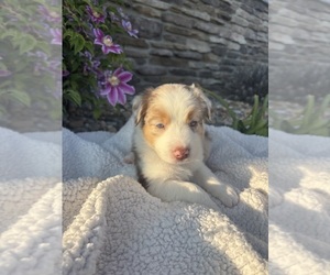 Medium Australian Shepherd