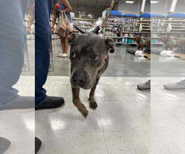 Medium Photo #11 American Pit Bull Terrier-Unknown Mix Puppy For Sale in Oakhurst, NJ, USA