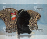 Small Photo #7 Aussiedoodle Puppy For Sale in SANGER, TX, USA