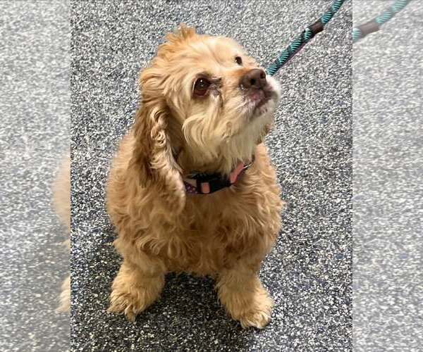 Medium Photo #12 Cocker Spaniel Puppy For Sale in Chester, NJ, USA