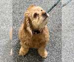 Small #11 Cocker Spaniel