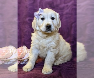 English Cream Golden Retriever Puppy for sale in ELKTON, MD, USA