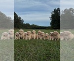 Small Golden Retriever