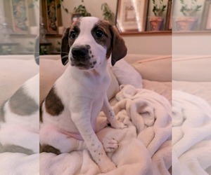 Plott Hound-Retriever  Mix Dogs for adoption in Mechanicsburg, PA, USA