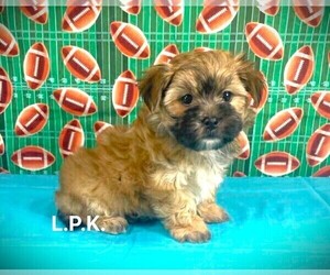 Morkie Puppy for sale in WINNSBORO, LA, USA