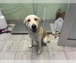 MAKI - Male Siberian Husky-Unknown Mix Dog for Adoption - Small photo