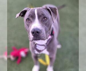 Mutt Dogs for adoption in Las Vegas, NV, USA