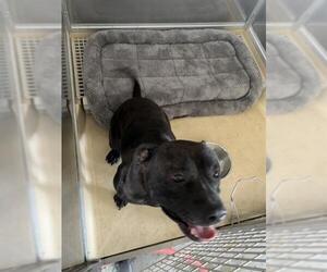 American Staffordshire Terrier-Unknown Mix Dogs for adoption in Grand Prairie, TX, USA