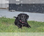 Small Photo #3 Golden Shepherd Puppy For Sale in HYATTSVILLE, MD, USA