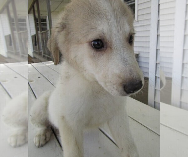 Medium Photo #4 Great Pyrenees Puppy For Sale in KALAMAZOO, MI, USA