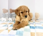 Small #2 Golden Retriever