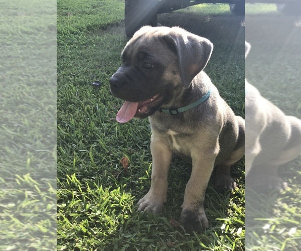 Medium Photo #8 Cane Corso Puppy For Sale in AMORY, MS, USA