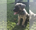 Small Photo #8 Cane Corso Puppy For Sale in AMORY, MS, USA