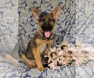 German Shepherd Dog Puppy for sale in ELKTON, MD, USA