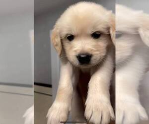 Golden Retriever Puppy for sale in MILFORD, MA, USA