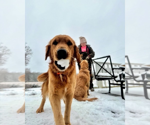 Medium Photo #1 Golden Retriever Puppy For Sale in HAMILTON, AL, USA