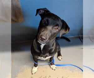 Dachsador Dogs for adoption in Tallahassee, FL, USA