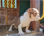Small Photo #5 English Bulldog Puppy For Sale in DALLAS, TX, USA