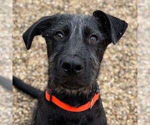 Mutt Dogs for adoption in Jefferson, WI, USA