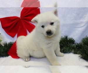 Norwegian Elkhound-Siberian Husky Mix Puppy for sale in SHILOH, OH, USA