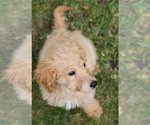 Small Photo #6 Goldendoodle Puppy For Sale in BAY VIEW, WI, USA
