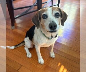 Beagle-Unknown Mix Dogs for adoption in Dunnellon, FL, USA