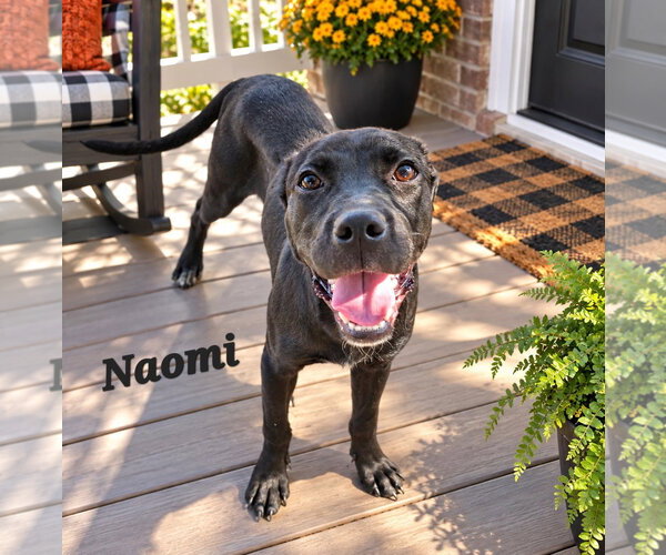 Medium Photo #1 American Staffordshire Terrier-Boxer Mix Puppy For Sale in Southbury, CT, USA