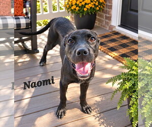 American Staffordshire Terrier-Boxer Mix Dogs for adoption in Southbury, CT, USA