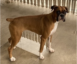 Boxer Puppy for sale in LEESBURG, FL, USA