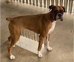 Small Photo #1 Boxer Puppy For Sale in LEESBURG, FL, USA