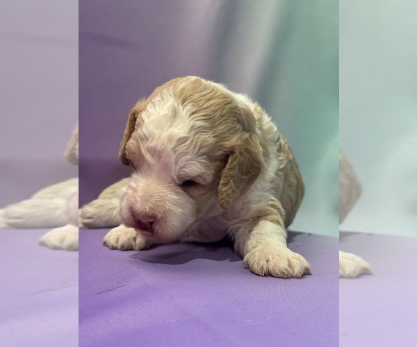 Medium Photo #3 Bernedoodle (Miniature) Puppy For Sale in LONGMONT, CO, USA