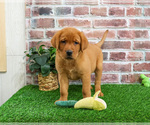 Small #2 Labrador Retriever