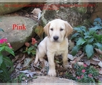 Puppy Pink Labrador Retriever