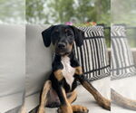 Small Photo #13 Mutt Puppy For Sale in Mooresville, NC, USA