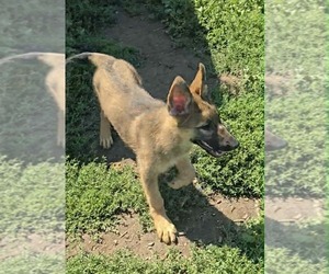 German Shepherd Dog Puppy for sale in RIGA, MI, USA