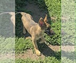 Small German Shepherd Dog