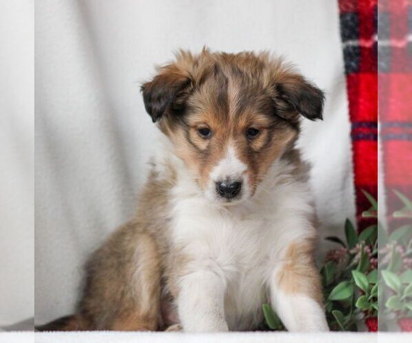 Medium Photo #3 Shetland Sheepdog Puppy For Sale in MANHEIM, PA, USA