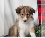 Small Photo #3 Shetland Sheepdog Puppy For Sale in MANHEIM, PA, USA