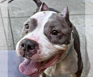 Betty - Female American Staffordshire Terrier Dog for Adoption - Photo #5