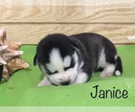 Small Photo #5 Siberian Husky Puppy For Sale in DEARBORN, MO, USA