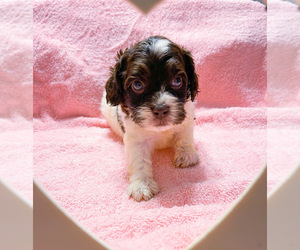 Cockapoo Puppy for sale in MORTON, MS, USA