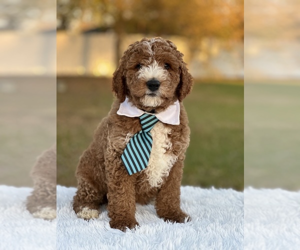 Full screen Photo #2 Goldendoodle (Miniature) Puppy For Sale in FROSTPROOF, FL, USA