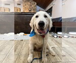 Small #9 Great Pyrenees