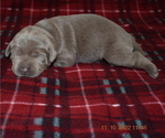 Small Photo #3 Labrador Retriever Puppy For Sale in EVERSON, WA, USA