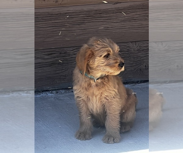 Medium Photo #11 Goldendoodle Puppy For Sale in PEYTON, CO, USA