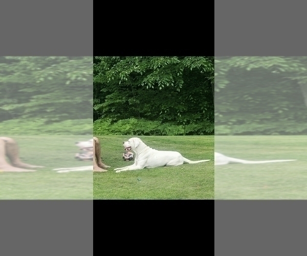 Medium Photo #1 Dogo Argentino Puppy For Sale in BELGRADE, ME, USA